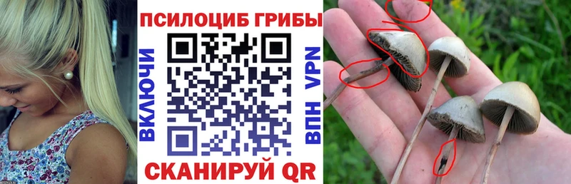 купить  цена  мориарти Telegram  Псилоцибиновые грибы Cubensis  Дмитриев 